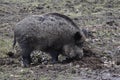 Wild boar