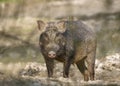 Wild boar closeup captured in  wildlife animal in Pakistan Royalty Free Stock Photo