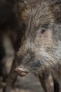 The wild boar or Sus scrofa is wildlife animal of forests of Pakistan and India Royalty Free Stock Photo