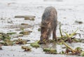 wild boar, also known as the wild swine, common wild pig or simply wild pig Royalty Free Stock Photo