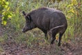 The wild boar, also known as the wild swine or Eurasian wild pig, piglet at the edge of the forest. Royalty Free Stock Photo