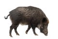 Wild boar, also wild pig, Sus scrofa Royalty Free Stock Photo