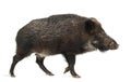 Wild boar, also wild pig, Sus scrofa Royalty Free Stock Photo