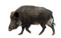 Wild boar, also wild pig, Sus scrofa Royalty Free Stock Photo