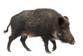 Wild boar, also wild pig, Sus scrofa