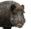 Wild boar, also wild pig, Sus scrofa Royalty Free Stock Photo