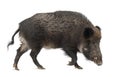 Wild boar, also wild pig, Sus scrofa