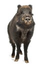 Wild boar, also wild pig, Sus scrofa Royalty Free Stock Photo