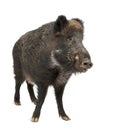 Wild boar, also wild pig, Sus scrofa Royalty Free Stock Photo