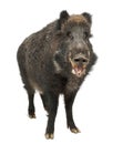 Wild boar, also wild pig, Sus scrofa Royalty Free Stock Photo