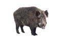 Wild boar, also wild pig