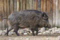 Wild boar also known as the wild swine Royalty Free Stock Photo