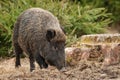 Wild boar in autumn Royalty Free Stock Photo