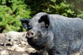 Wild boar in autumn forest Royalty Free Stock Photo