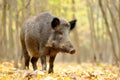Wild boar in autumn forest Royalty Free Stock Photo