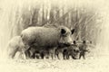 Wild boar in autumn forest. Vintage effect Royalty Free Stock Photo