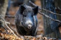 Wild boar in autumn forest. Wildlife scene from nature Royalty Free Stock Photo