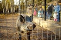 Wild boar is in aviary on livestock farm or zoo on sunny autumn day. People visiting a zoo for watching with wildlife animals Royalty Free Stock Photo