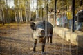 Wild boar is in aviary on livestock farm or zoo on sunny autumn day. People visiting a zoo for watching with wildlife animals Royalty Free Stock Photo