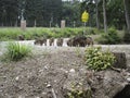 wild boar babies in a park