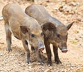 Wild boar babies