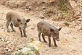 Wild boar babies