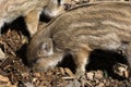 Wild boar babies