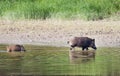 Wild boar bathing Royalty Free Stock Photo