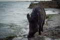 Wild boar on the beach of the Black sea. Royalty Free Stock Photo
