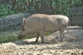 Wild boar with big canines Royalty Free Stock Photo