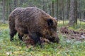 Big Wild boar Royalty Free Stock Photo