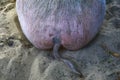 Wild boar buttock with funnystraight fluffy tail. The huge pig in sleeping in the sand at the zoo Royalty Free Stock Photo