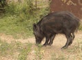 Wild boar calf