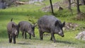 Wild boar in Canada park Royalty Free Stock Photo