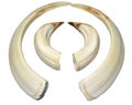 Wild boar canine teeth