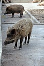 Wild boar in captivity Royalty Free Stock Photo