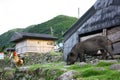 Wild boar and chicken besides the house in Lanyu, Taiwan.