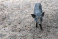 Wild boar. close-up piggy. portrait of a cute pig. Baby pigs in cute posture. Pig indoor on a farm yard in Thailand. swine in the