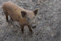 Wild boar. close-up piggy. portrait of a cute pig. Baby pigs in cute posture. Pig indoor on a farm yard in Thailand. swine in the