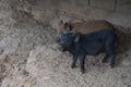 Wild boar. close-up piggy. portrait of a cute pig. Piglet is smiling. Pig indoor on a farm yard in Thailand. swine in the stall.