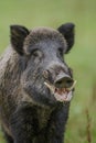 Wild boar close-up