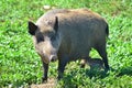 Wild boar Royalty Free Stock Photo