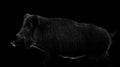 Wild boar contour isolated on black background