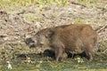 Wild Boar Cubs searching food on water shore