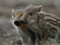 Wild boar, cup Royalty Free Stock Photo