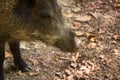 Wild boar digs snout acorns in woods Royalty Free Stock Photo