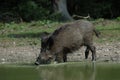 Wild boar is drinking Royalty Free Stock Photo