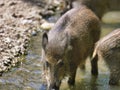 Wild boar drinking water from a stream in a zoo enclosure Royalty Free Stock Photo