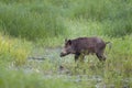 Wild boar Royalty Free Stock Photo