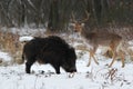 Wild boar with a fallow buck